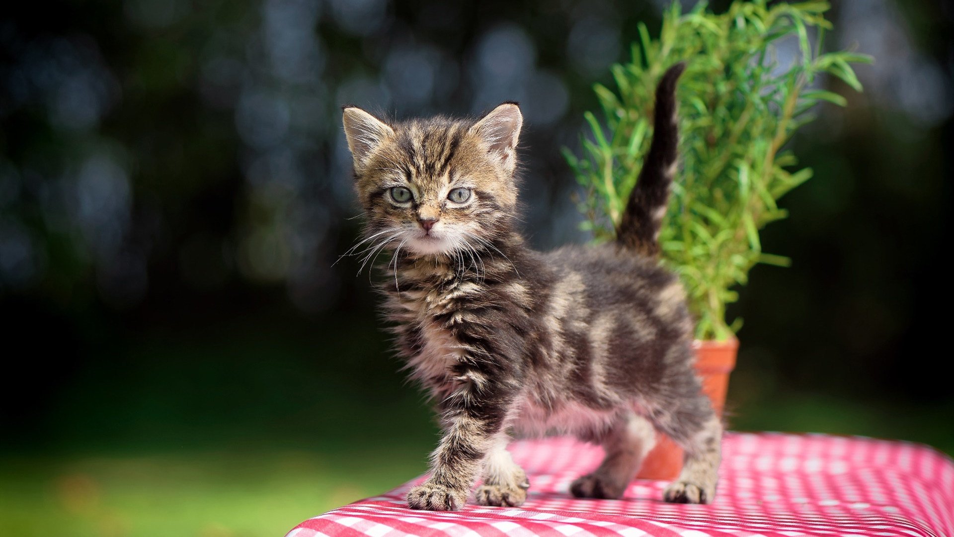 全国青少年足球交流会商会定期举行，促进合作共赢，全国青少年足球示范学校