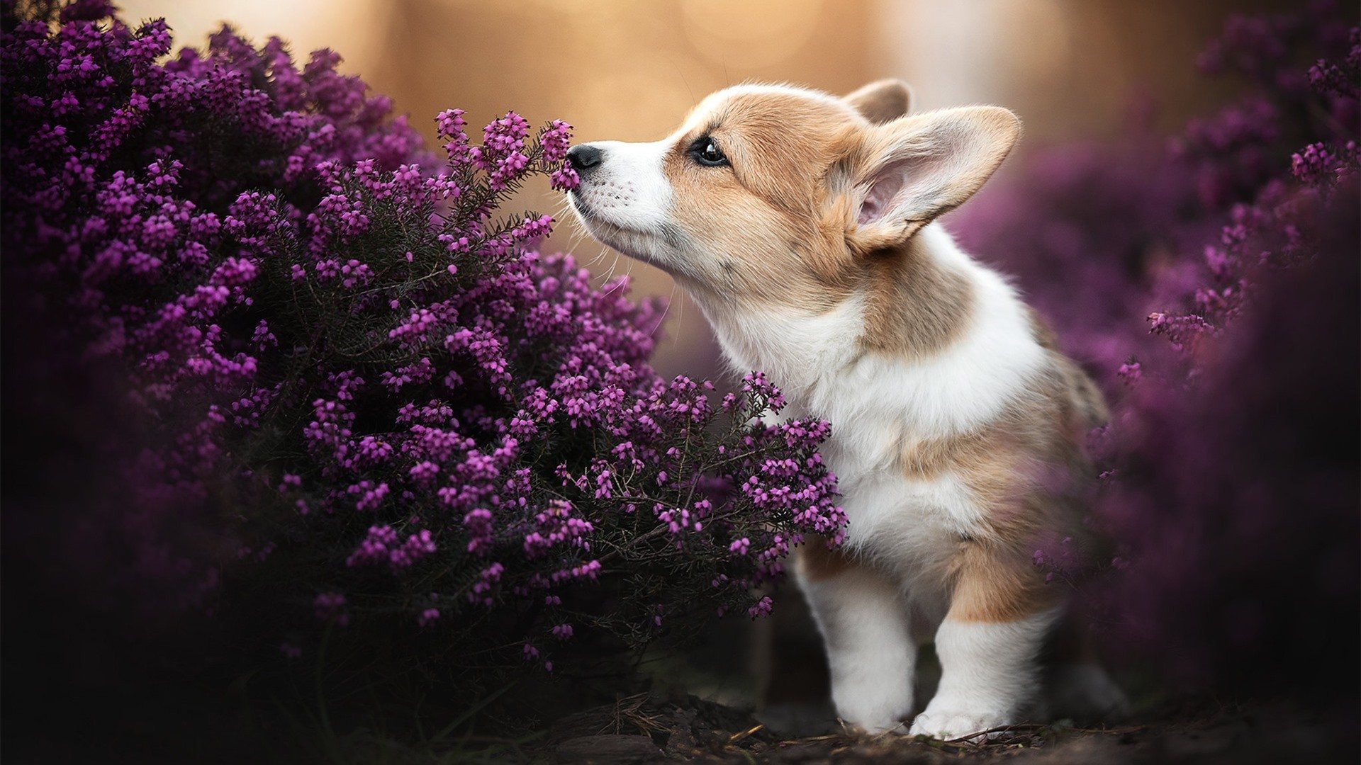 “中超联赛各大豪门展现强大实力，冠军竞争愈发激烈”，中超传统豪门排名