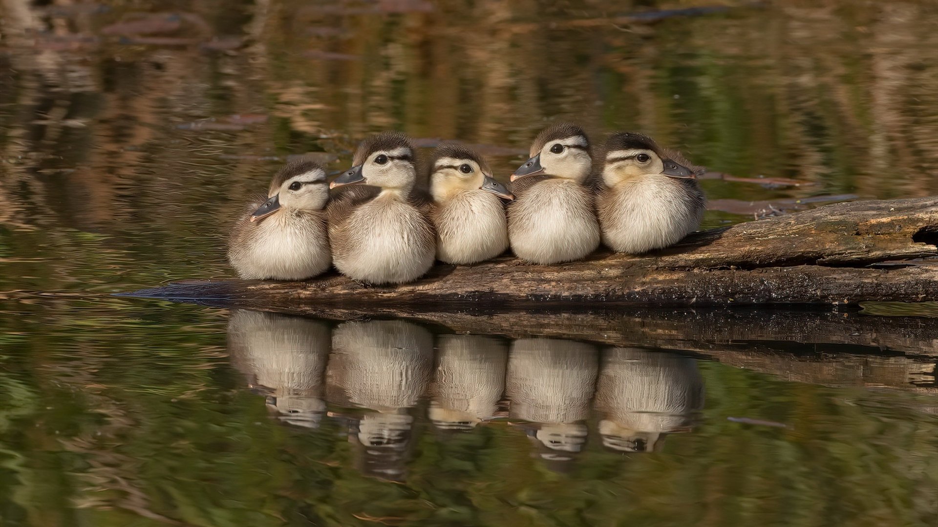 九游登录入口-以足球小镇为载体，推动乡村振兴战略，足球小镇的特色美食